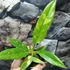 Kép 7/12 - Philodendron Ring of Fire
