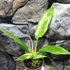 Kép 3/12 - Philodendron Ring of Fire