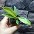 Kép 8/12 - Philodendron Ring of Fire