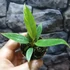 Kép 9/12 - Philodendron Ring of Fire