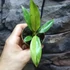 Kép 10/12 - Philodendron Ring of Fire
