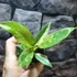 Kép 11/12 - Philodendron Ring of Fire