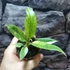 Kép 12/12 - Philodendron Ring of Fire