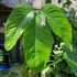 Kép 1/7 - Philodendron Tripartitum