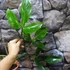 Kép 3/7 - Philodendron Tripartitum