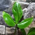 Kép 4/7 - Philodendron Tripartitum