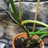 Kép 5/7 - Philodendron Tripartitum