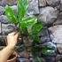 Kép 6/7 - Philodendron Tripartitum