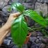 Kép 7/7 - Philodendron Tripartitum