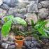 Kép 2/7 - Philodendron Tripartitum