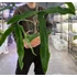 Kép 6/14 - Philodendron Holtonianum, esztétikai hibás levelekkel
