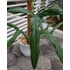 Kép 4/14 - Philodendron Holtonianum, esztétikai hibás levelekkel