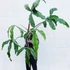 Kép 1/14 - Philodendron Holtonianum, esztétikai hibás levelekkel