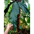 Kép 8/14 - Philodendron Holtonianum, esztétikai hibás levelekkel