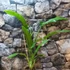 Kép 12/14 - Philodendron Holtonianum, esztétikai hibás levelekkel