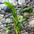 Kép 2/14 - Philodendron Holtonianum, esztétikai hibás levelekkel