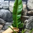Kép 7/14 - Philodendron Holtonianum, esztétikai hibás levelekkel