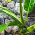 Kép 9/14 - Philodendron Holtonianum, esztétikai hibás levelekkel