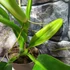 Kép 11/14 - Philodendron Holtonianum, esztétikai hibás levelekkel