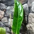 Kép 10/14 - Philodendron Holtonianum, esztétikai hibás levelekkel