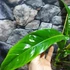 Kép 14/14 - Philodendron Holtonianum, esztétikai hibás levelekkel