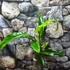 Kép 5/14 - Philodendron Holtonianum, esztétikai hibás levelekkel