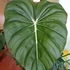 Kép 1/7 - Philodendron McDowell