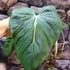 Kép 3/7 - Philodendron McDowell