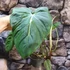 Kép 5/7 - Philodendron McDowell