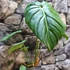 Kép 2/7 - Philodendron McDowell
