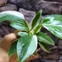 Kép 2/9 - Philodendron 'White Princess'