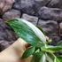 Kép 3/9 - Philodendron 'White Princess'