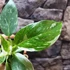 Kép 4/9 - Philodendron 'White Princess'