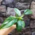 Kép 5/9 - Philodendron 'White Princess'