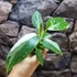 Kép 6/9 - Philodendron 'White Princess'