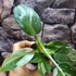 Kép 7/9 - Philodendron 'White Princess'