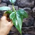 Kép 8/9 - Philodendron 'White Princess'