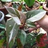 Kép 1/10 - Philodendron "Red Anderson"