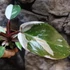 Kép 3/10 - Philodendron "Red Anderson"