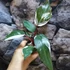 Kép 4/10 - Philodendron "Red Anderson"