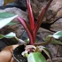 Kép 5/10 - Philodendron "Red Anderson"