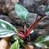 Kép 6/10 - Philodendron "Red Anderson"