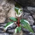 Kép 2/10 - Philodendron "Red Anderson"