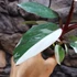 Kép 7/10 - Philodendron "Red Anderson"