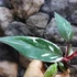 Kép 8/10 - Philodendron "Red Anderson"