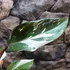 Kép 9/10 - Philodendron "Red Anderson"