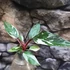 Kép 10/10 - Philodendron "Red Anderson"