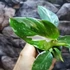 Kép 2/8 - Philodendron White Wizard