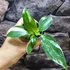 Kép 3/8 - Philodendron White Wizard