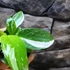 Kép 5/8 - Philodendron White Wizard